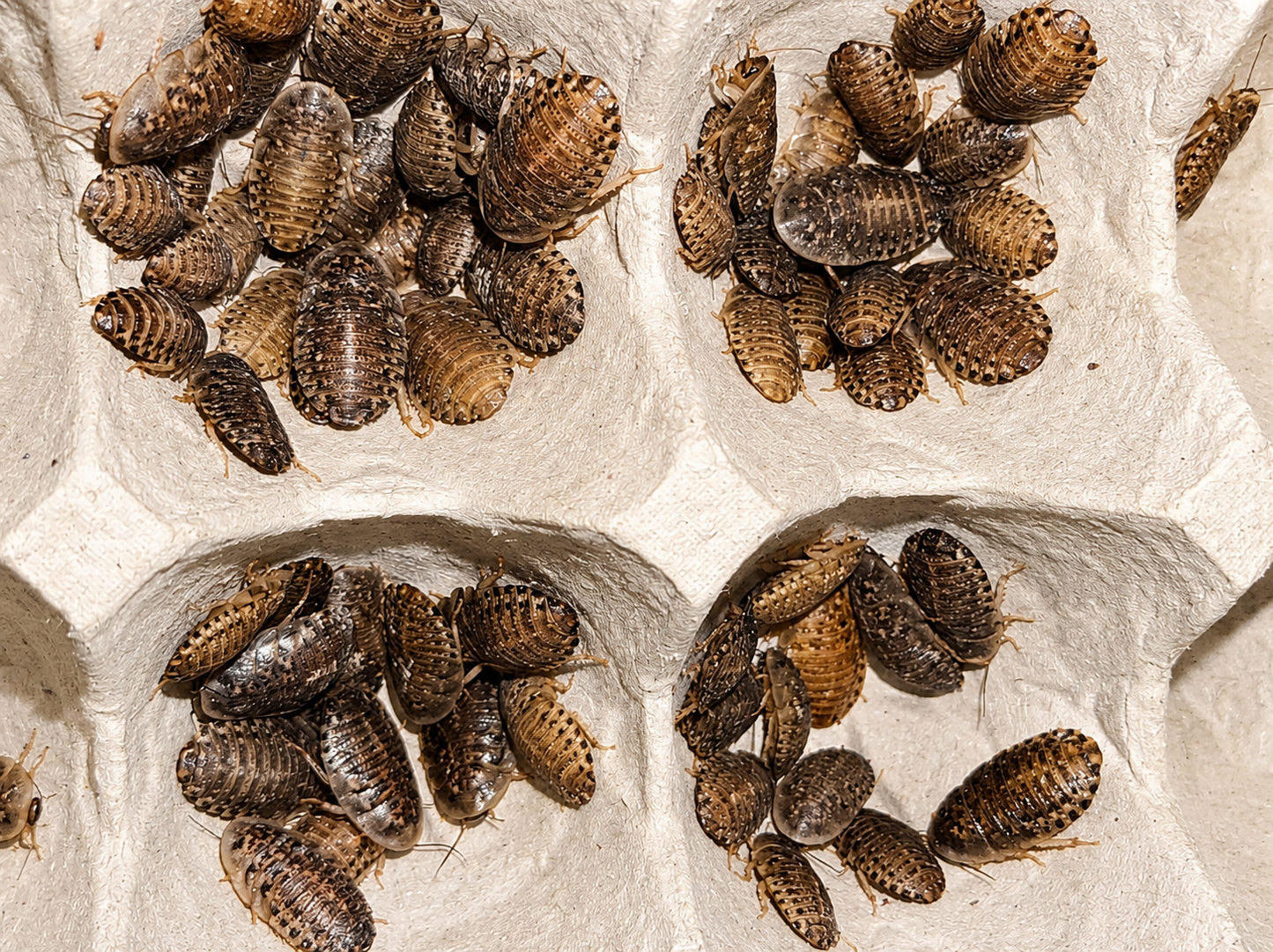 Dubia Roaches