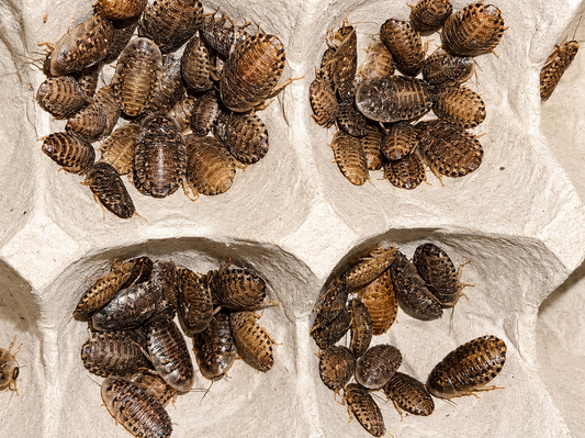 Dubia Roaches