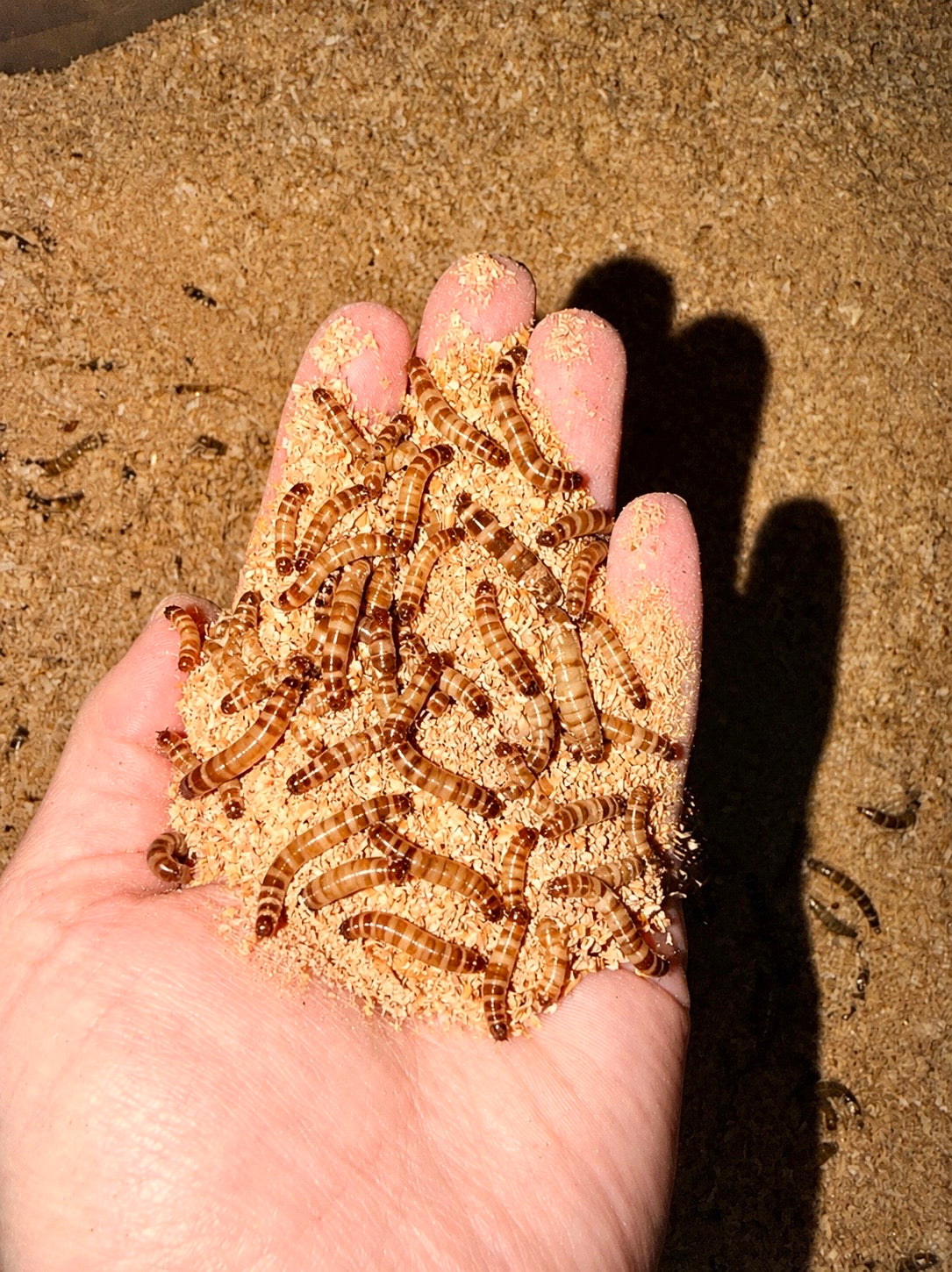 Superworms