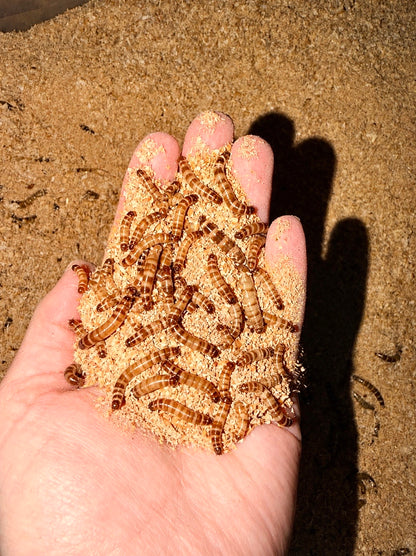 Superworms