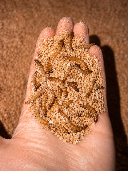 Mealworms