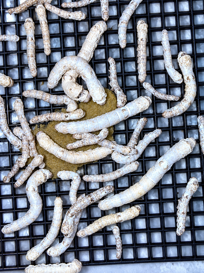 Silkworms