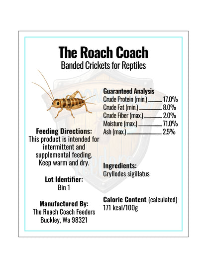 Banded Crickets