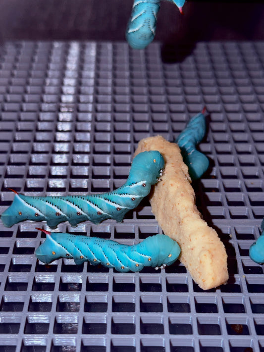 Hornworms