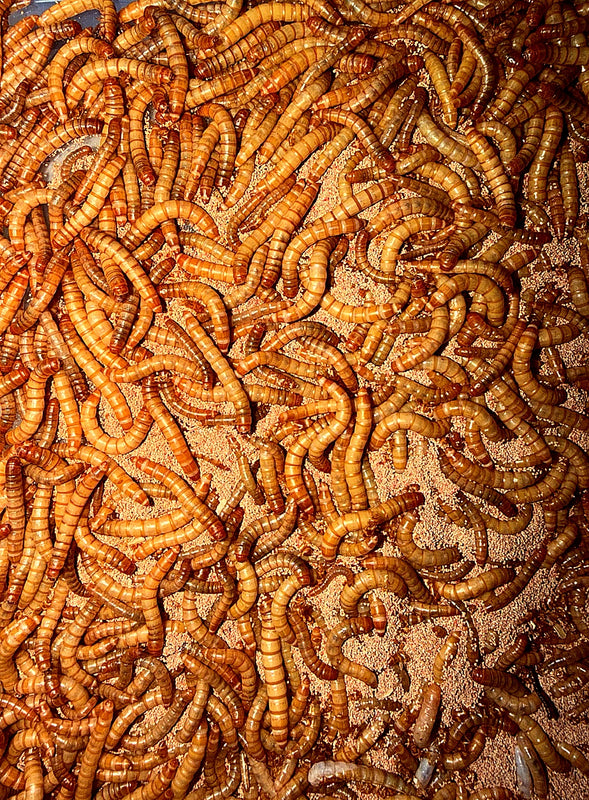 *Special* Mealworm deal