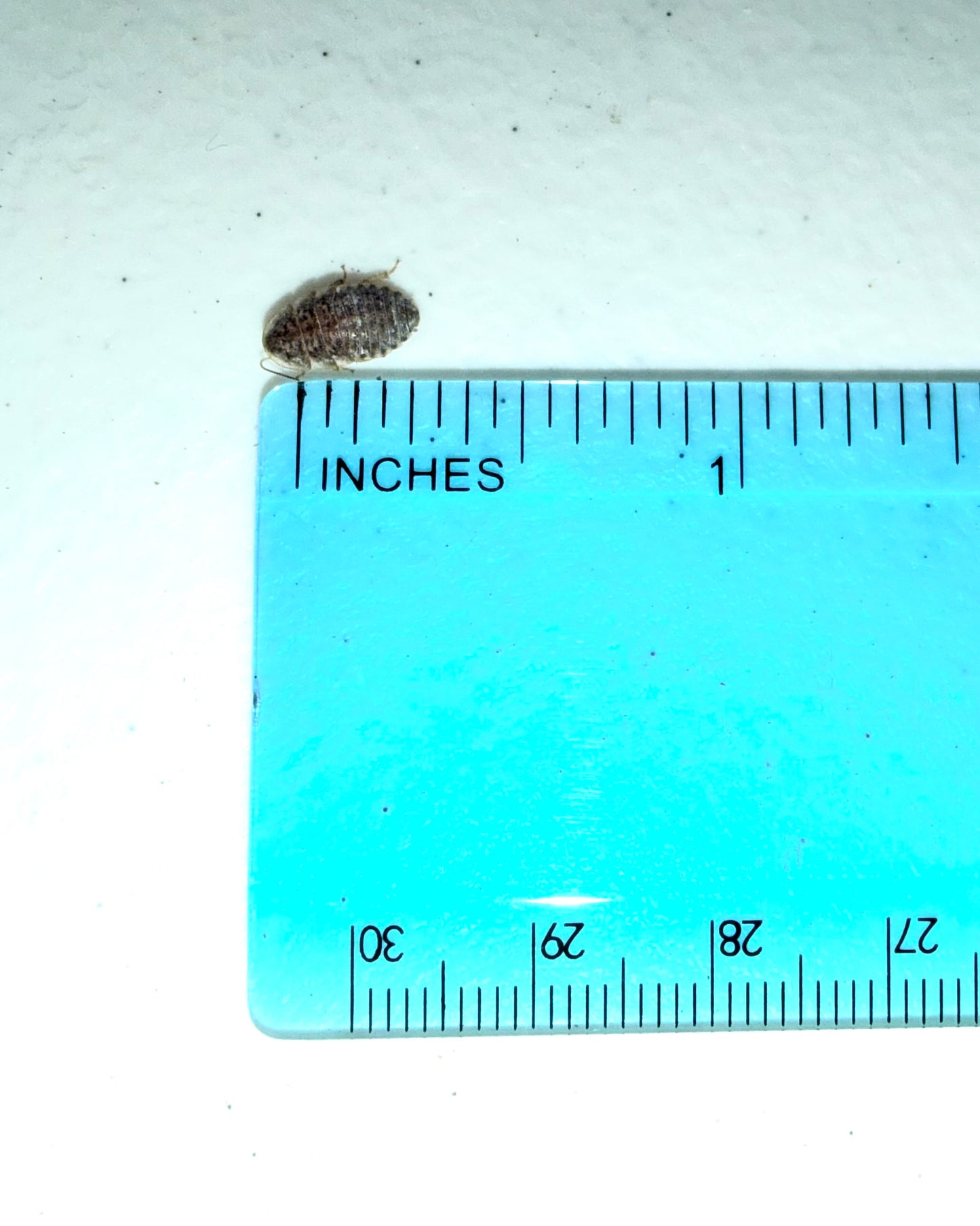 Dubia Roaches