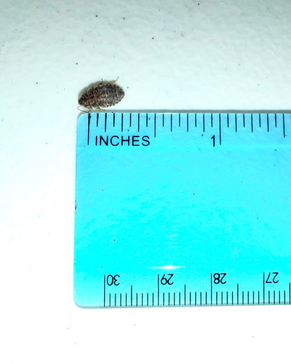 Dubia Roaches