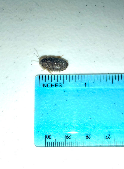 Dubia Roaches