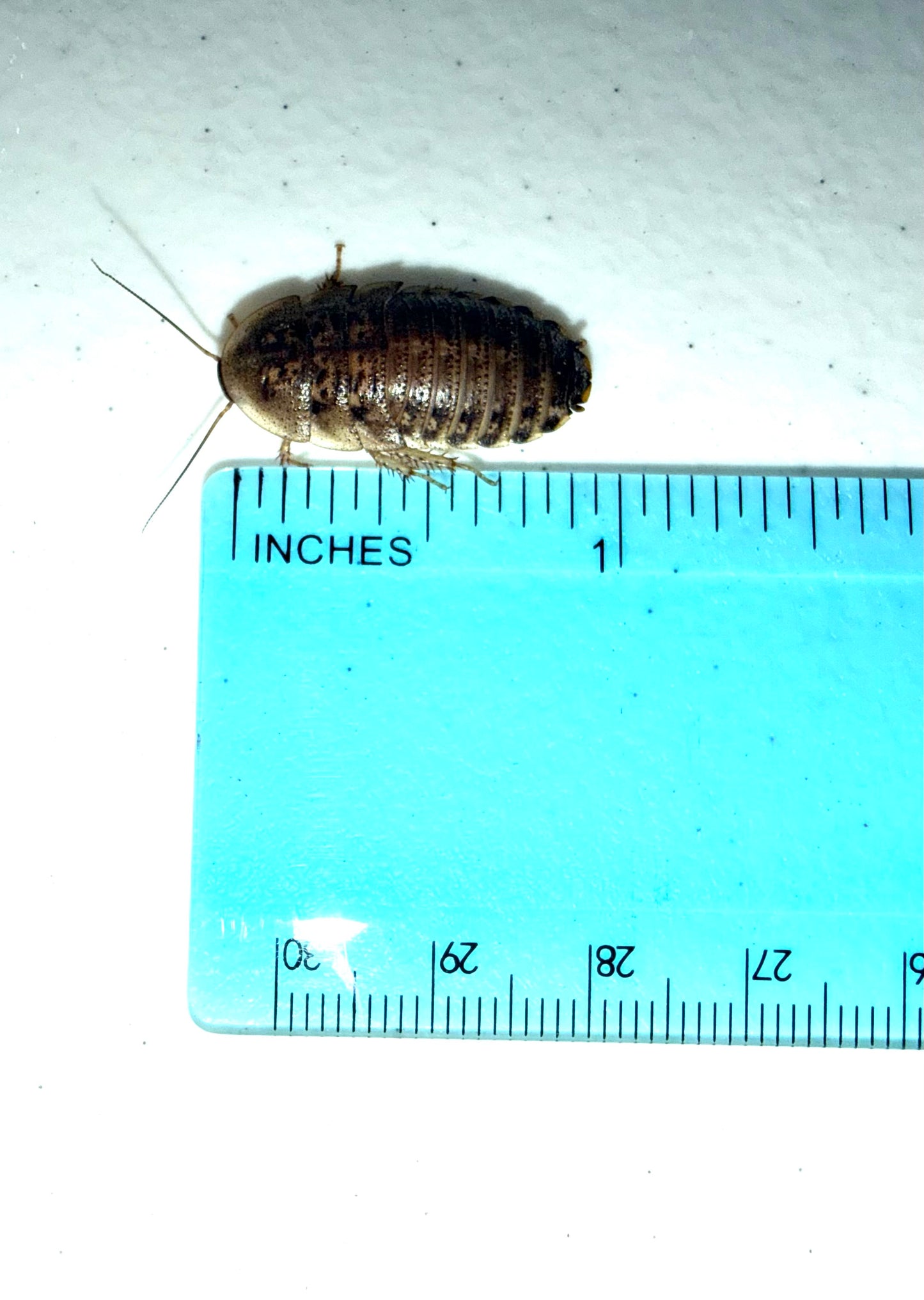 Dubia Roaches