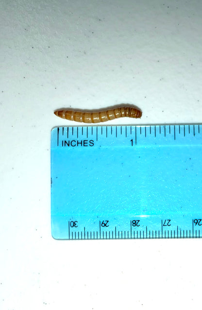Mealworms