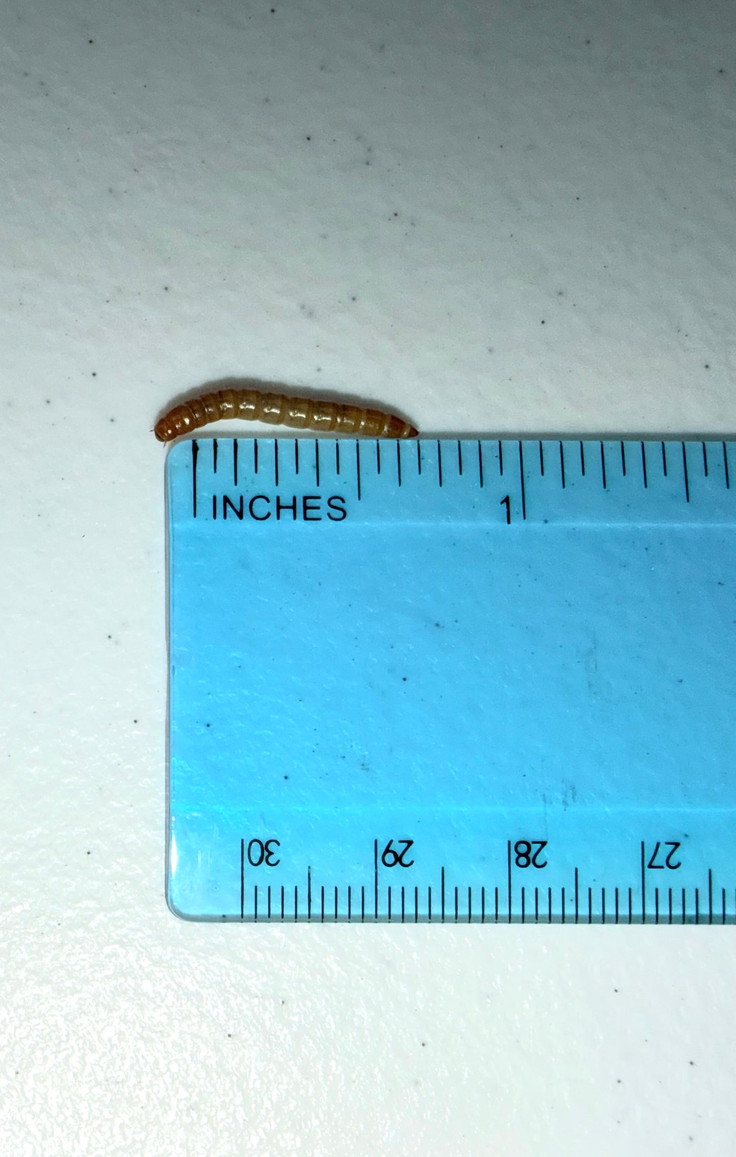 Mealworms