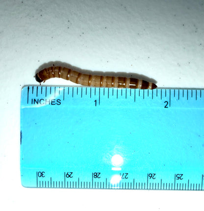 Superworms