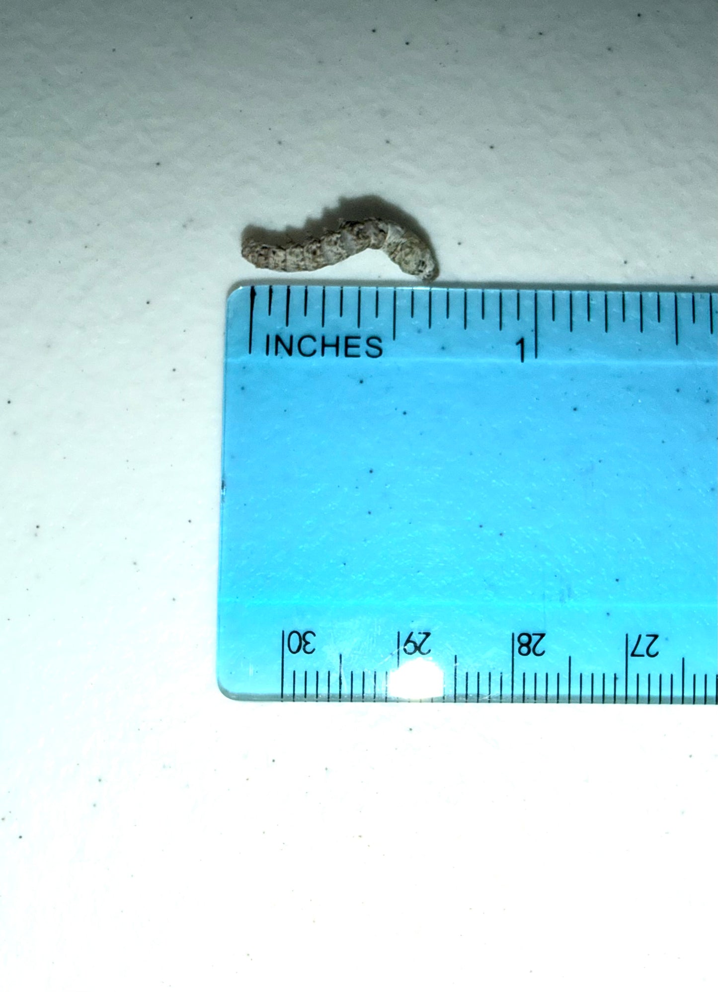 Silkworms
