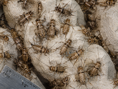 Banded Crickets
